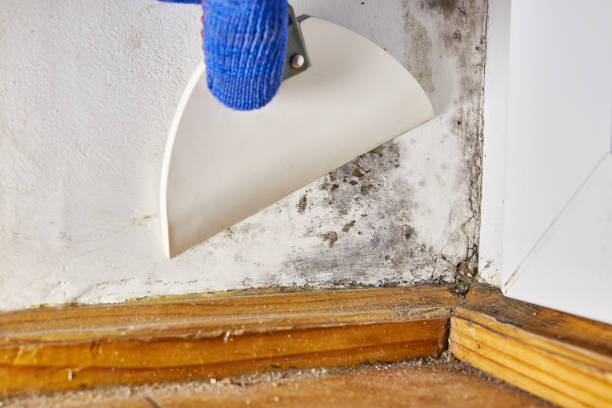 Best Mold Damage Restoration  in Sanibel, FL